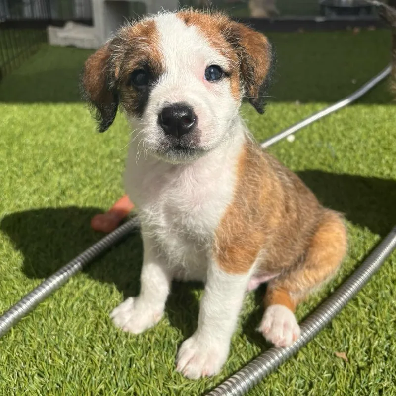 A young small-sized male Black Mixed Breed dog named Theodore for adoption in LOXAHATCHEE, FL