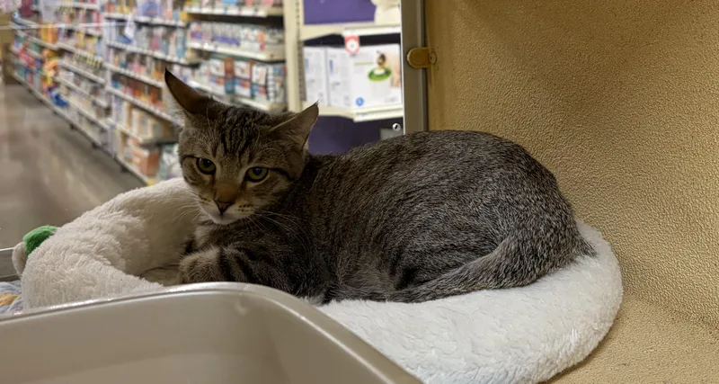 A baby medium-sized male Tabby (Brown / Chocolate) Domestic Short Hair cat named Chai Julian for adoption in Stowe, PA