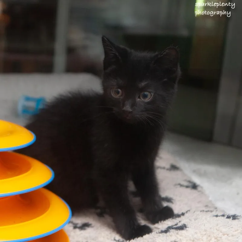 A baby medium-sized male Black Domestic Short Hair cat named Manny for adoption in Ridgefield, CT