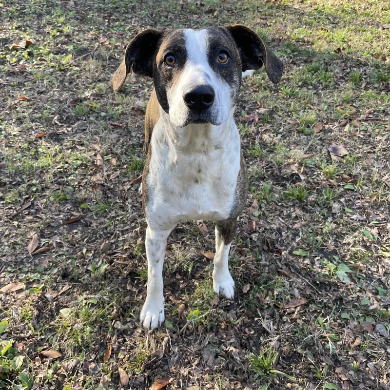 Henry Ii thumbnail 2