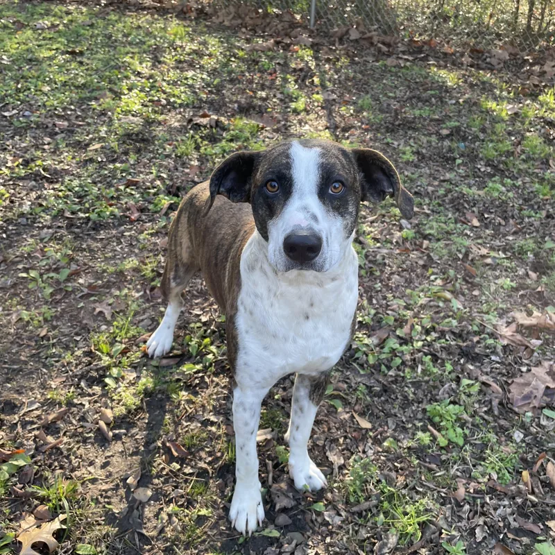 Henry Ii thumbnail 3