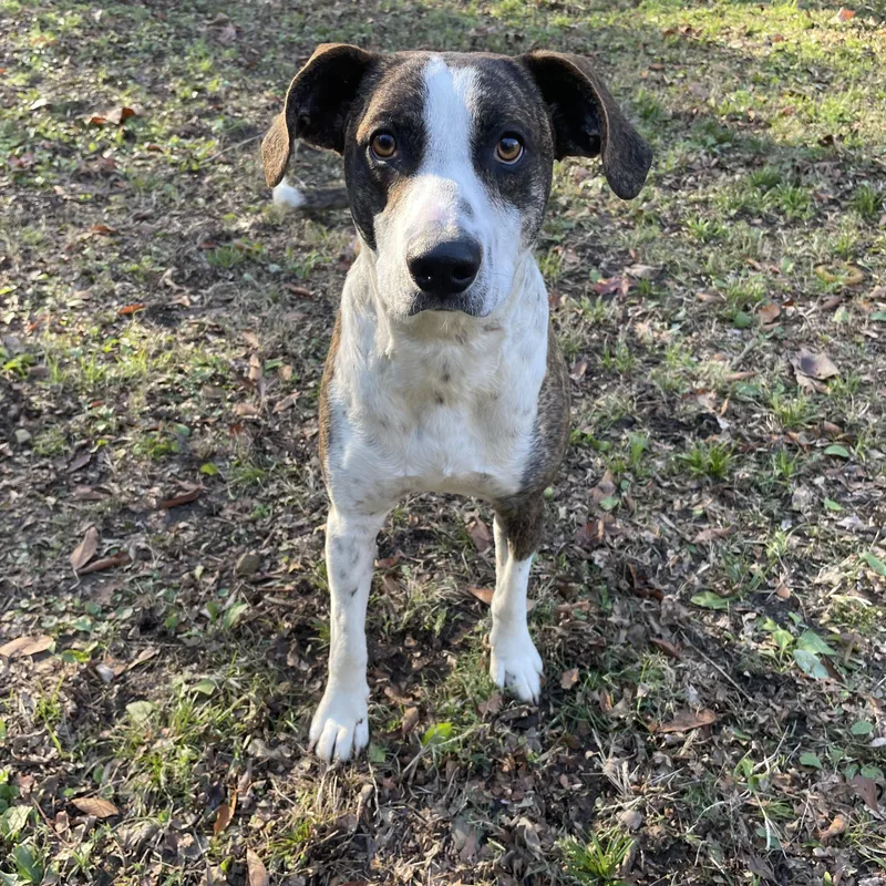 Henry Ii thumbnail 4