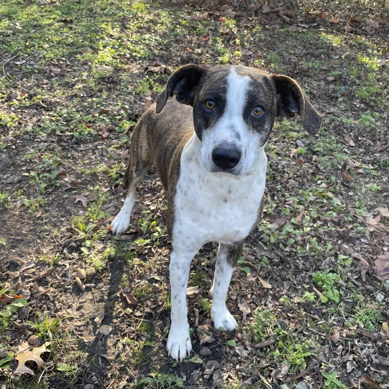 Henry Ii thumbnail 5