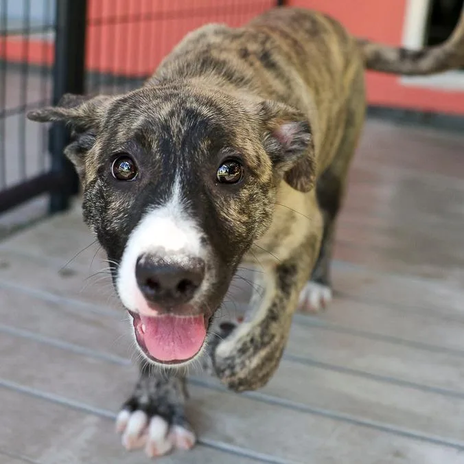 A baby medium-sized female Brindle Mixed Breed dog named Lanie for adoption in Bradenton, FL