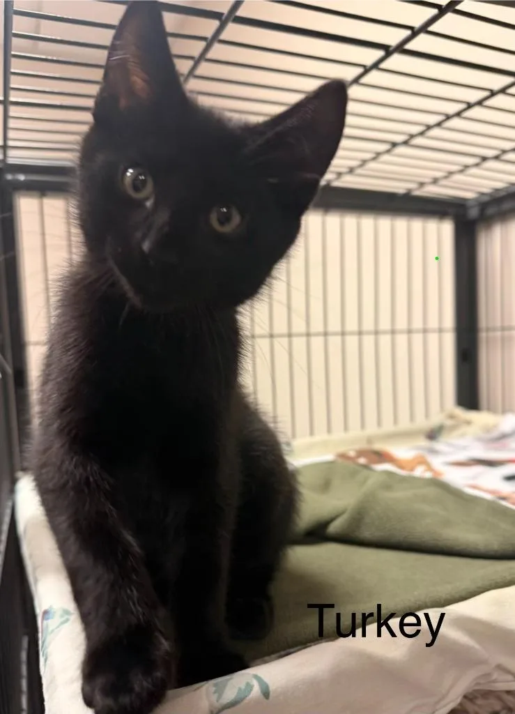 A baby small-sized male Domestic Short Hair cat named Turkey for adoption in Blountville, TN