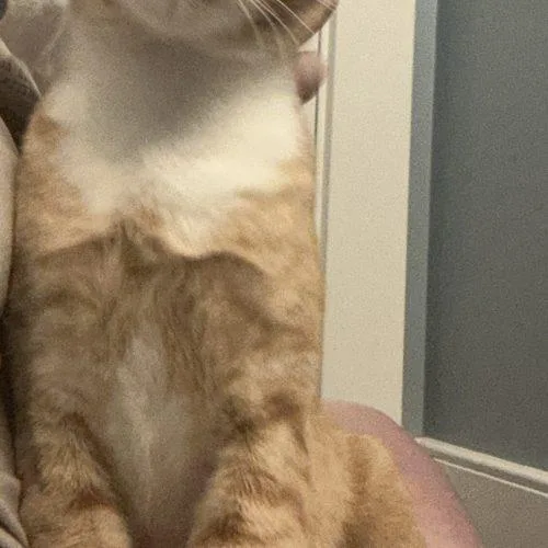 A young medium-sized male Domestic Short Hair cat named Spot for adoption in Tipp City, OH