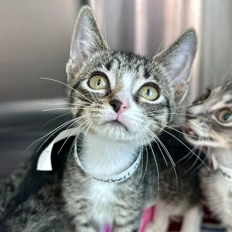 A baby small-sized female Gray / Blue / Silver Domestic Short Hair cat named Susie Carmichael for adoption in Matteson, IL