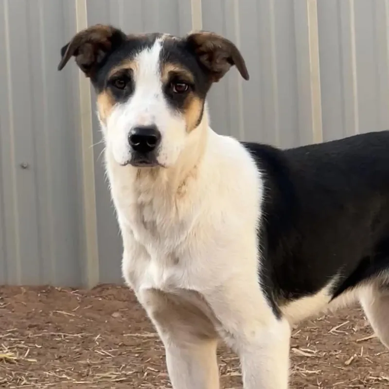 A young medium-sized male Black Mixed Breed dog named Peter for adoption in Moab, UT