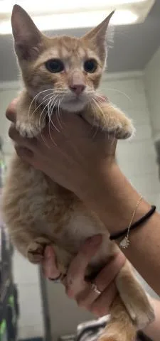 A baby small-sized male Domestic Short Hair cat named Peanut for adoption in Pensacola, FL