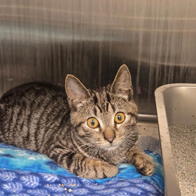 A young medium-sized male Domestic Short Hair cat named Charlie for adoption in Carrollton, OH
