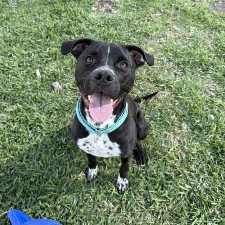 A young medium-sized male Black Pit Bull Terrier dog named Bumble for adoption in Webster, TX