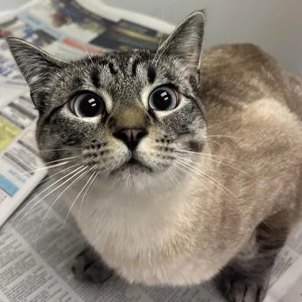 A young large-sized male Cream / Ivory Domestic Short Hair cat named Haku for adoption in Jacksonville, FL