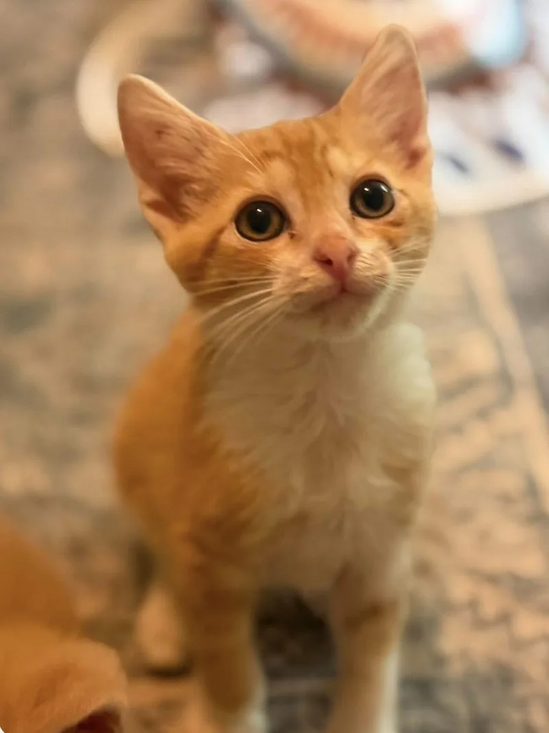 A baby medium-sized male Tabby (Orange / Red) Domestic Short Hair cat named Carlos for adoption in Aberdeen, NC