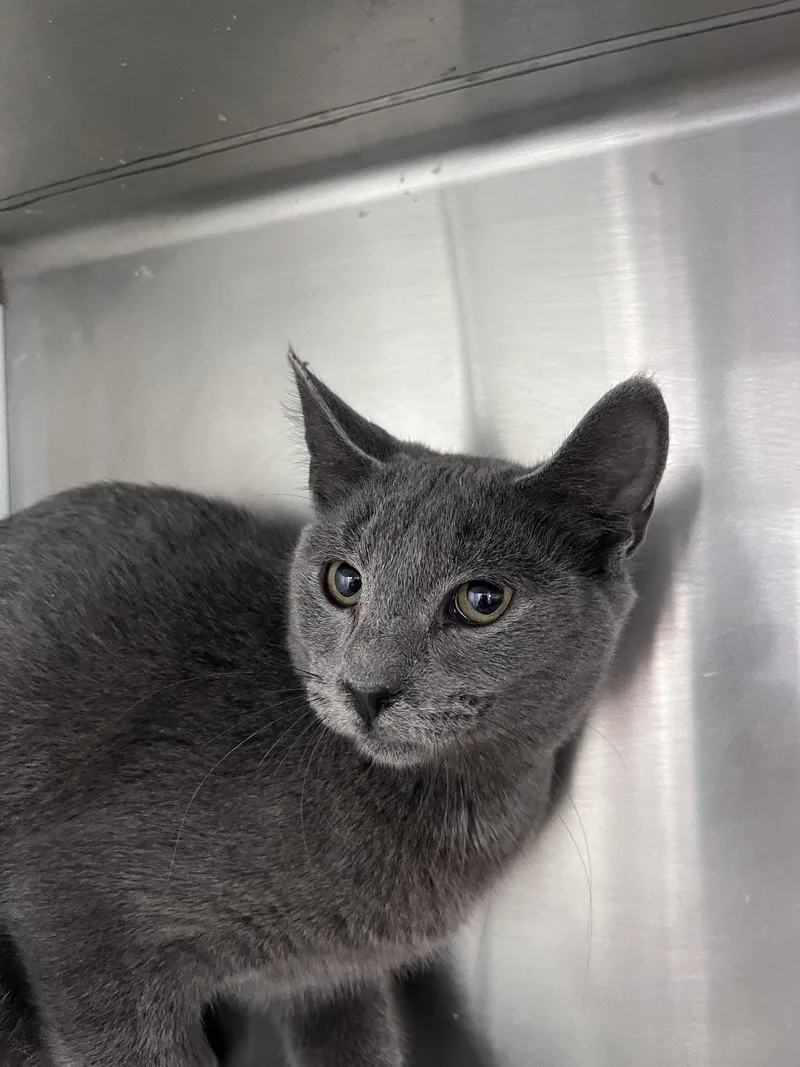 A young medium-sized male Domestic Short Hair cat named Jack for adoption in Carrollton, GA