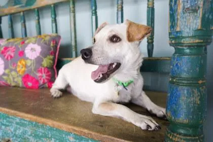 An adult small-sized female Chihuahua dog named Sookie for adoption in San Antonio, TX