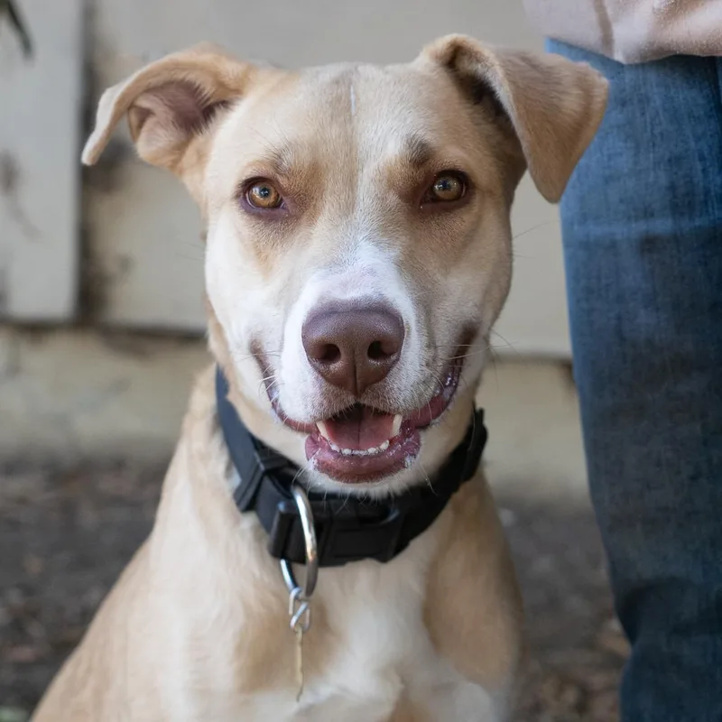 An adult large-sized male Yellow / Tan / Blond / Fawn Labrador Retriever dog named Baxter for adoption in Point Richmond, CA
