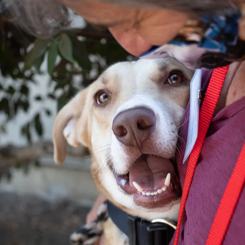 Baxter thumbnail 4