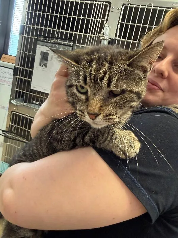 An adult medium-sized female Tabby (Brown / Chocolate) Domestic Short Hair cat named Nanny for adoption in Cincinnati, OH