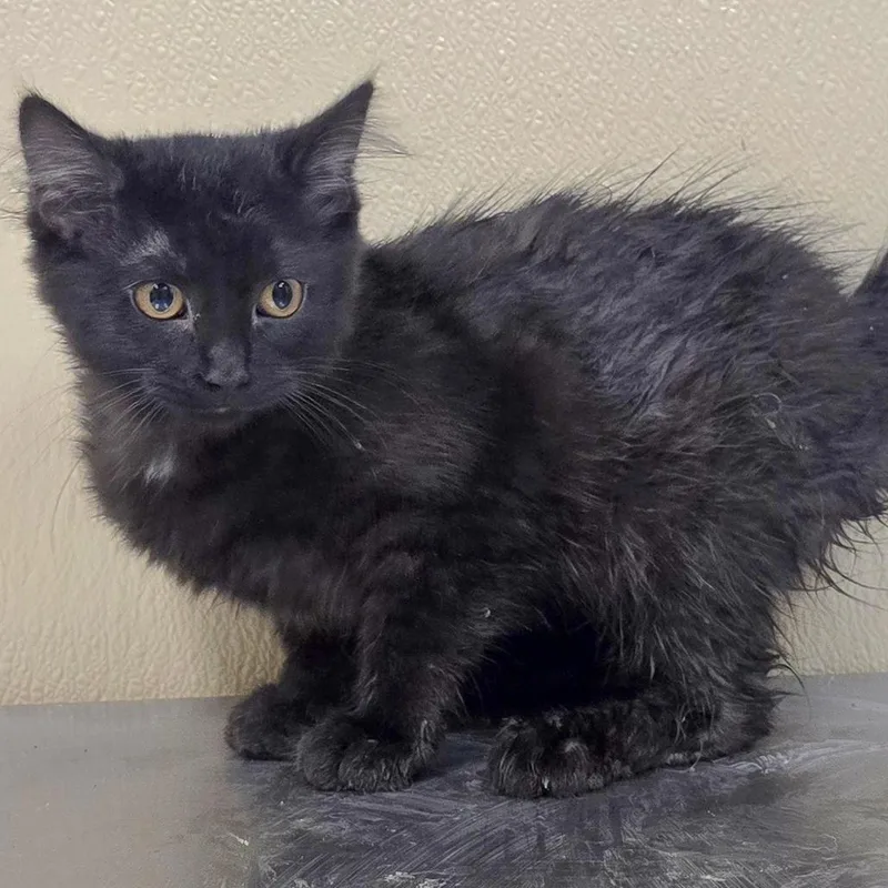 A baby medium-sized female Domestic Short Hair cat named Iva for adoption in Brainerd, MN