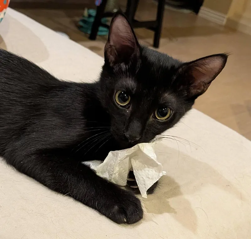 A baby medium-sized male Black Domestic Short Hair cat named Panther for adoption in Queen Creek, AZ