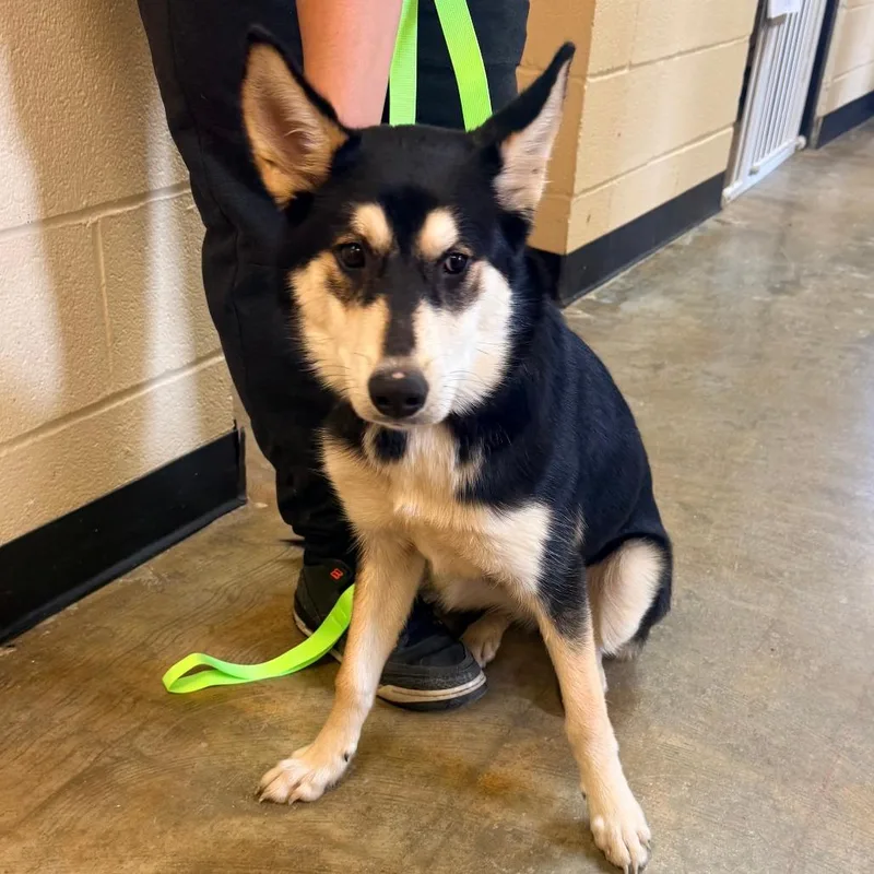 A baby medium-sized female Black Mixed Breed dog named Meshka for adoption in Corinth, MS