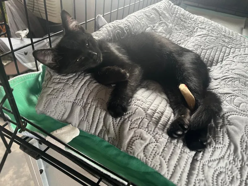 A baby small-sized male Domestic Short Hair cat named Shadow for adoption in Kell, IL