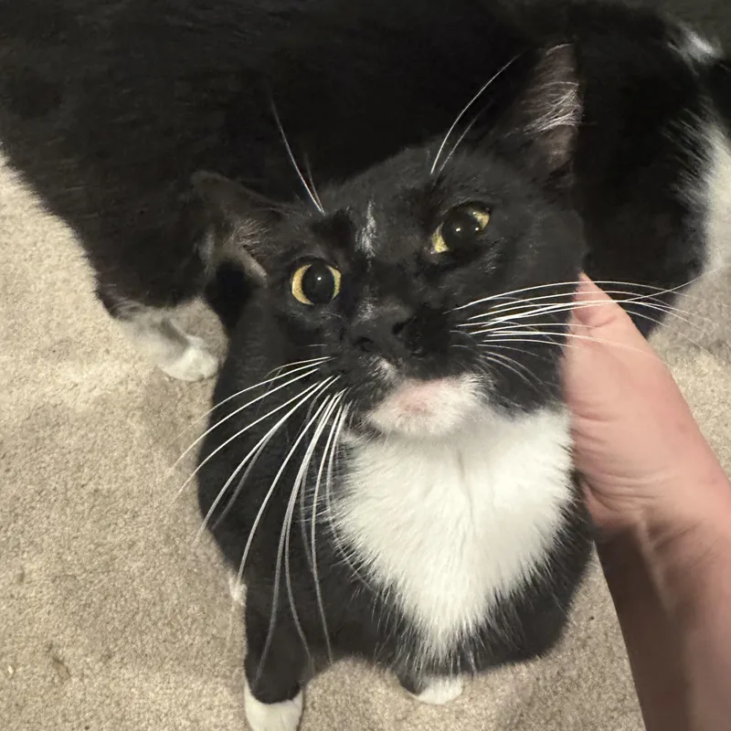 A young medium-sized female Black & White / Tuxedo Domestic Short Hair cat named Deysi for adoption in Lemoyne, PA