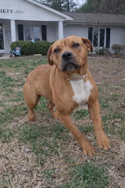 A baby medium-sized female Terrier dog named Sable for adoption in Paducah, KY