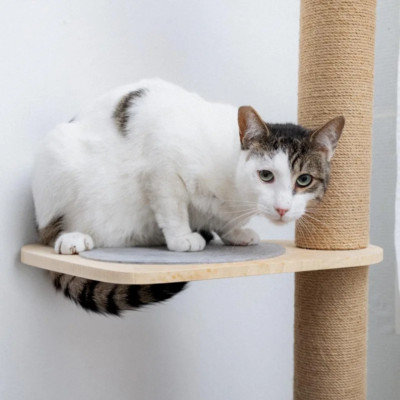 An adult large-sized male Domestic Short Hair cat named Jester for adoption in Los Angeles, CA