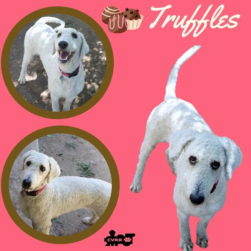 An adult large-sized female Standard Poodle dog named Truffles for adoption in LINDSAY, CA