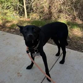 An adult small-sized male Black Labrador Retriever dog named Maverick for adoption in Lynchburg, VA