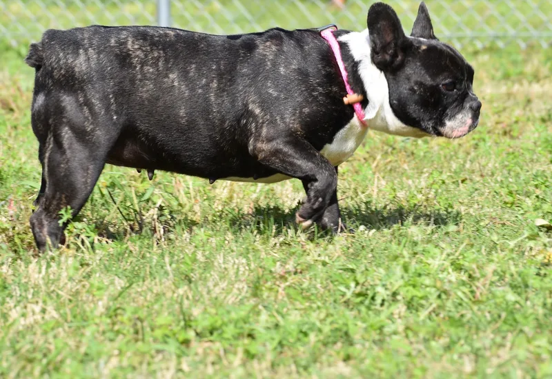 An adult small-sized female Brindle French Bulldog dog named Pearl for adoption in Wharton, TX