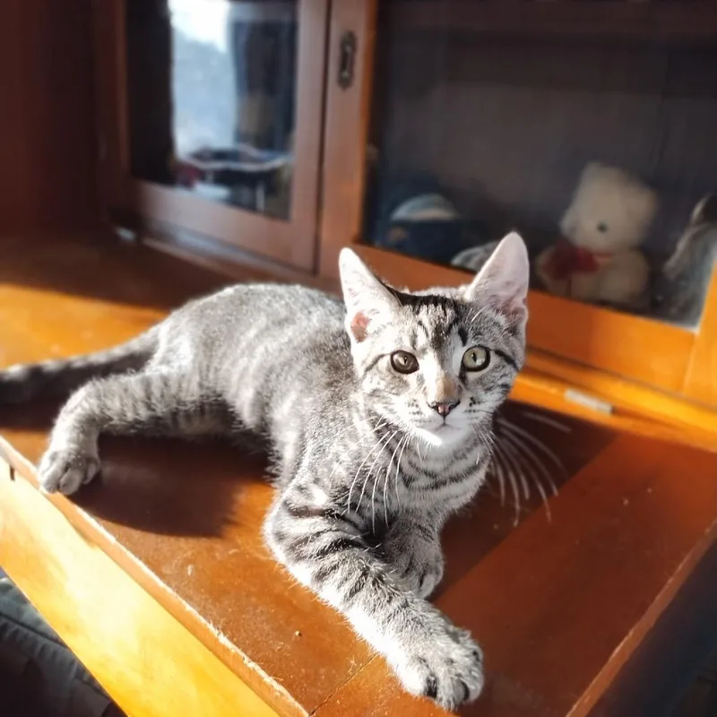 A baby small-sized female Brown / Chocolate Domestic Short Hair cat named Princess for adoption in Waynesboro, PA