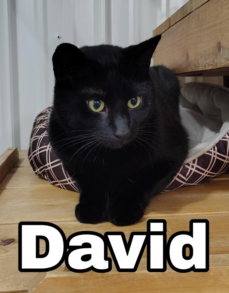David