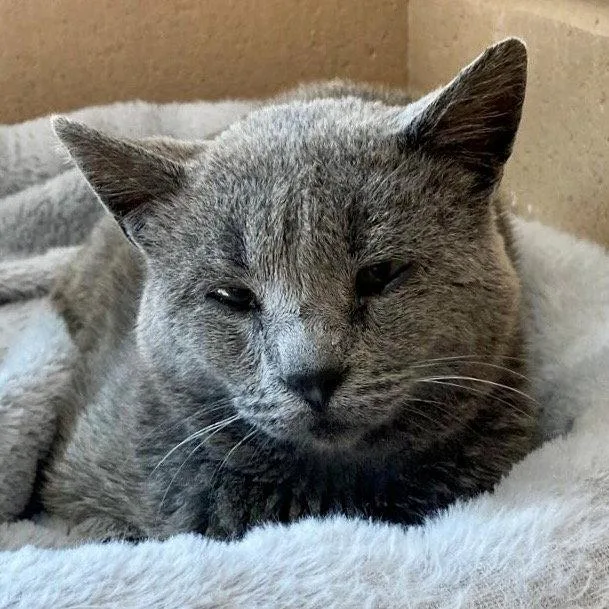 A senior small-sized male Gray / Blue / Silver Domestic Short Hair cat named Tetsu for adoption in Oakland, CA