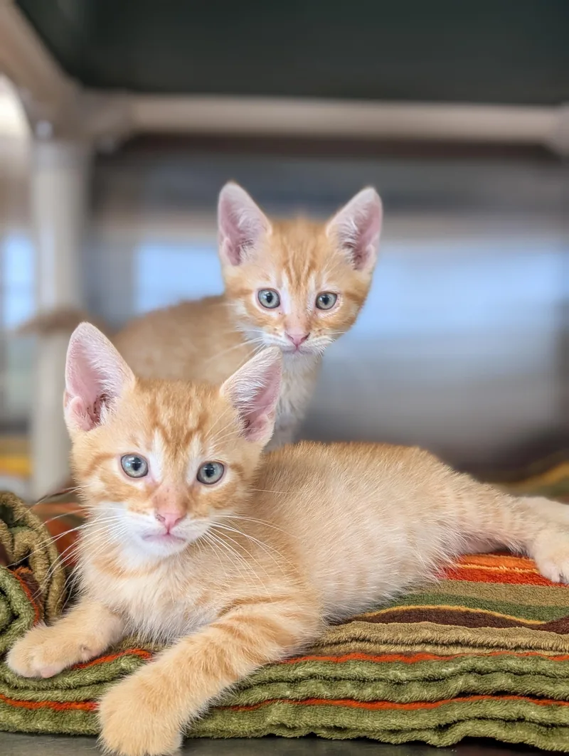 A baby medium-sized male Tabby (Orange / Red) Domestic Short Hair cat named Short Stop for adoption in Jefferson, WI