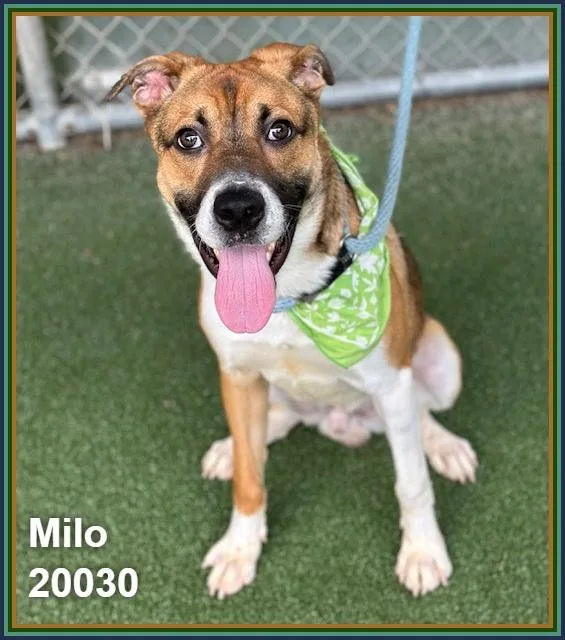 Milo