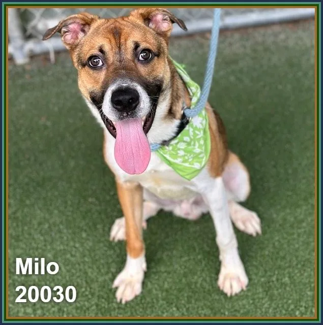 Milo thumbnail 2