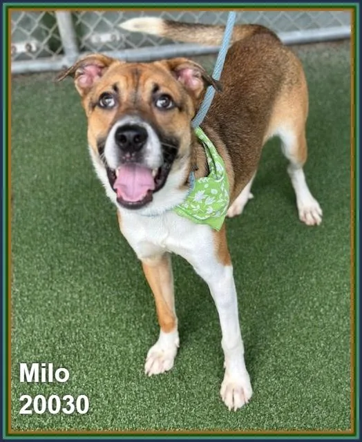 Milo thumbnail 3