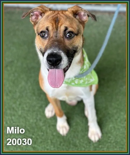 Milo thumbnail 4