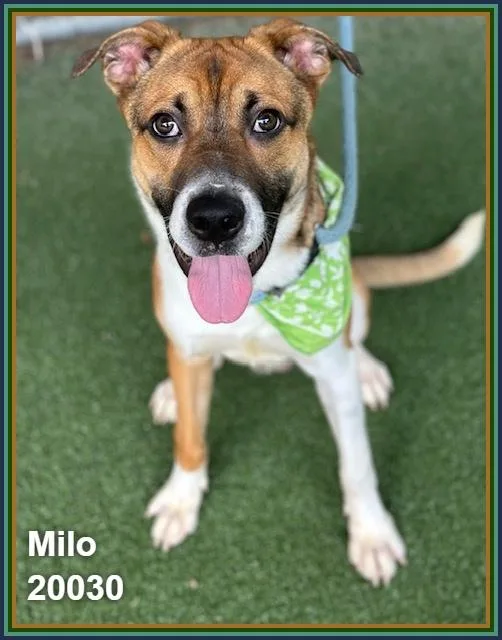 Milo thumbnail 5