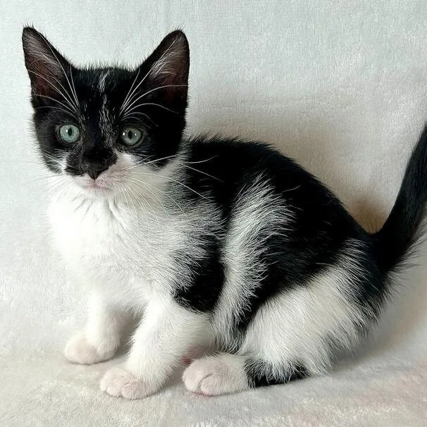 A baby small-sized male Black Domestic Short Hair cat named Nehemiah for adoption in Johnson City, TN