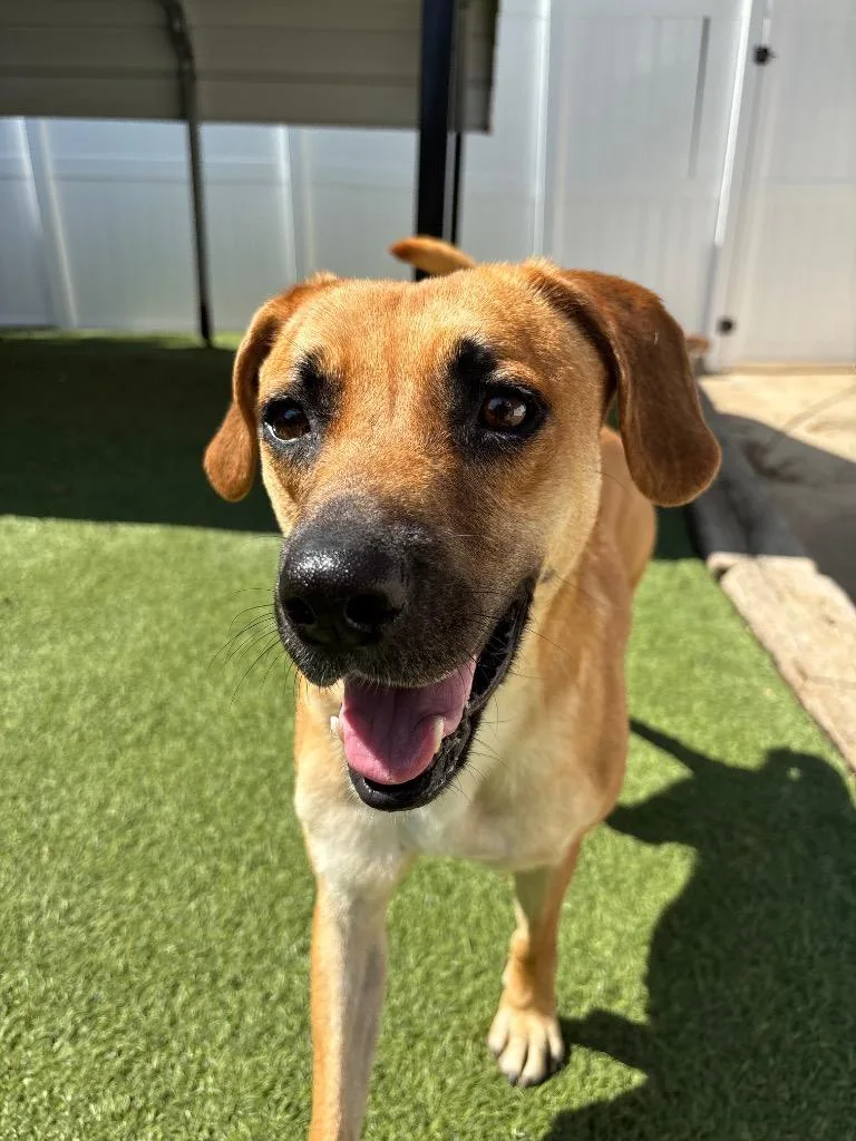 A young medium-sized female Hound dog named Miami for adoption in Fayetteville, AR