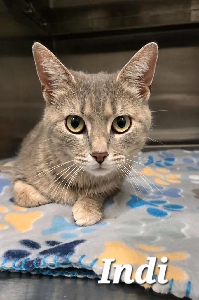 A young medium-sized female Domestic Short Hair cat named Indi for adoption in Sidney, OH