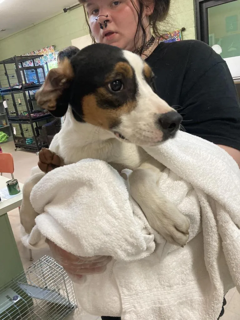 A baby medium-sized male Hound dog named Chamomile for adoption in Burnsville, NC