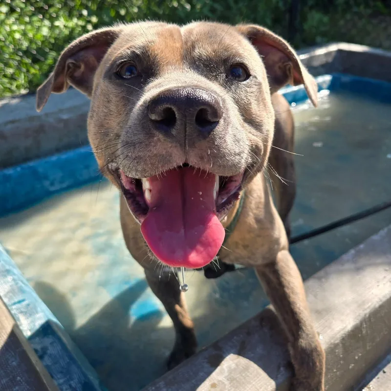 An adult medium-sized male Pit Bull Terrier dog named Angora for adoption in Philadelphia, PA