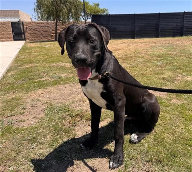 A young medium-sized male Labrador Retriever dog named Pogo for adoption in Tustin, CA