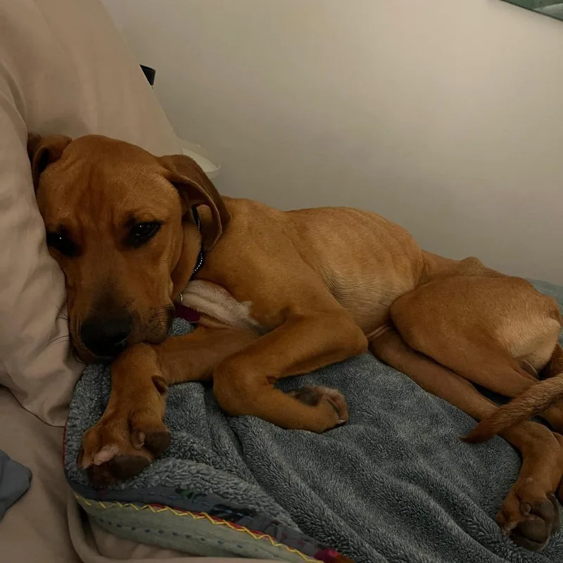 A young medium-sized male Yellow / Tan / Blond / Fawn Hound dog named Otis for adoption in Merritt Island, FL