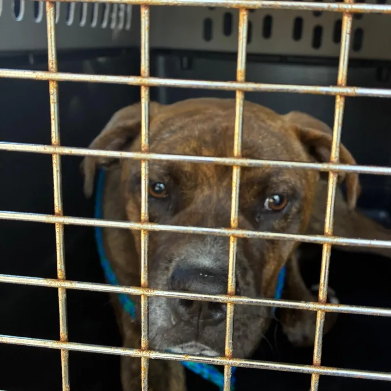 An adult medium-sized male Brindle Pit Bull Terrier dog named Tracer for adoption in Montgomery, AL
