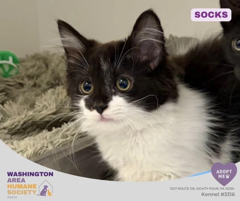 A baby small-sized female Black & White / Tuxedo Domestic Long Hair cat named Socks for adoption in Eighty Four, PA